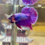 Purple Pink Plakat- Male Betta PM2