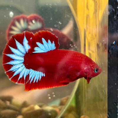 Red Fancy Hellboy Plakat - Male Betta 066