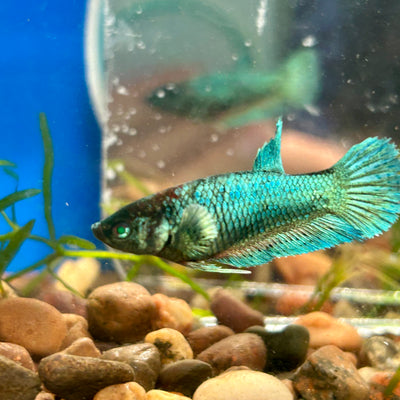 Dumbo Turquoise Neon Plakat - Female Betta 062