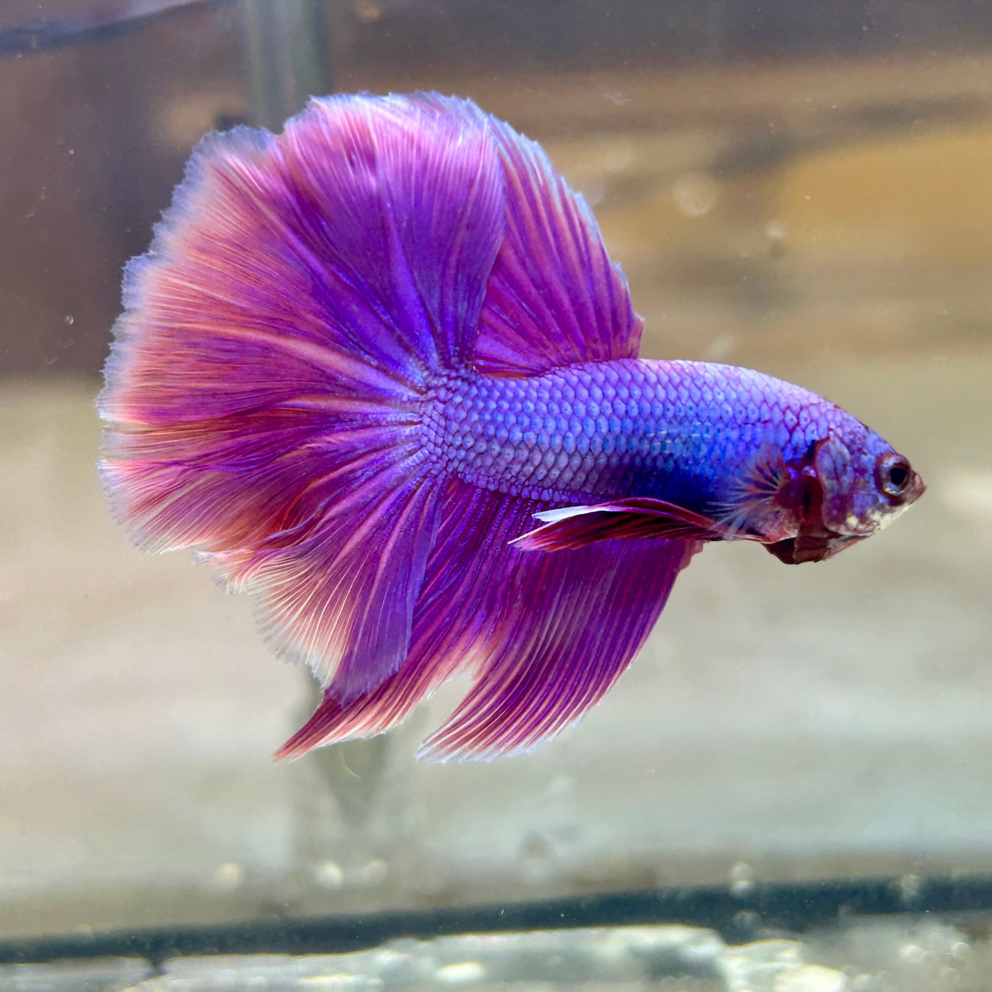 Purple Pink Halfmoon - Male Betta  117