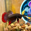 Wild Imbellis Copper - Male Betta 079