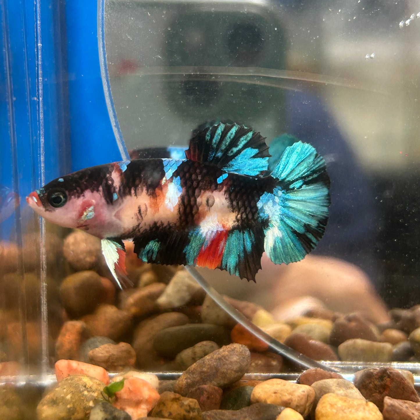 Multicolor Koi Plakat - Female Betta 150