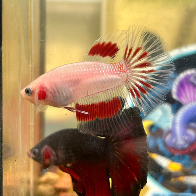 Red Tancho Halfmoon - Male Betta 108