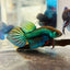 Wild Mahachai Green Male Betta Fish #079