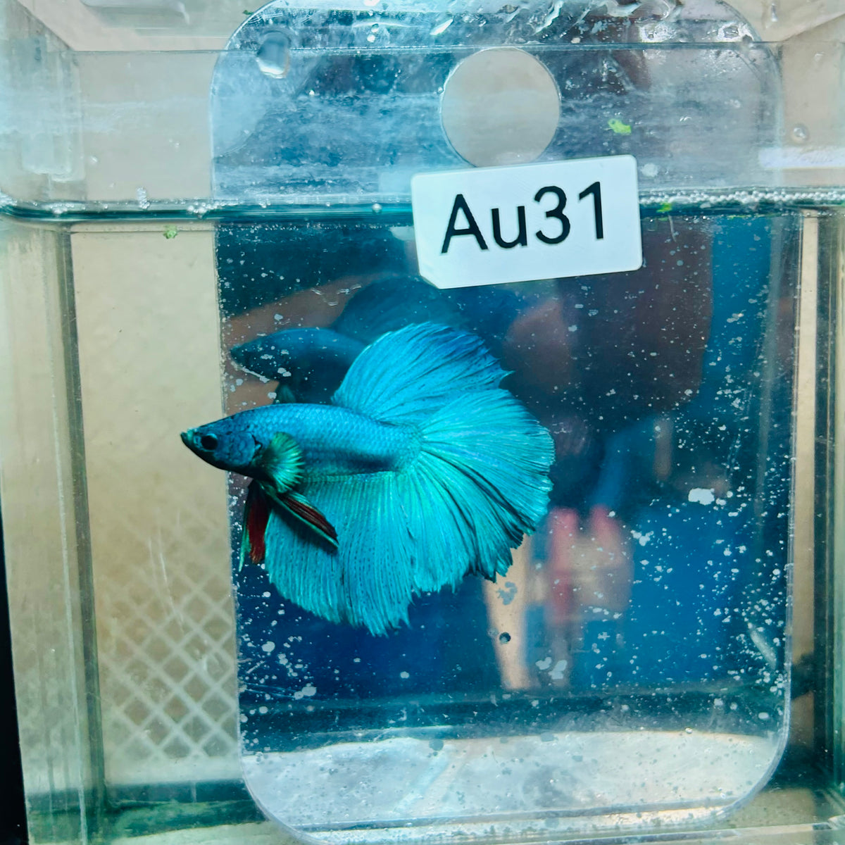 Halfmoon Green Turquoise - Male Betta #31