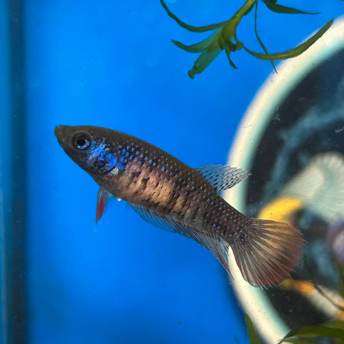 Red Blue Wild Imbellis - Female Betta