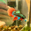 Wild Imbellis Green Long fins - Male Betta 109