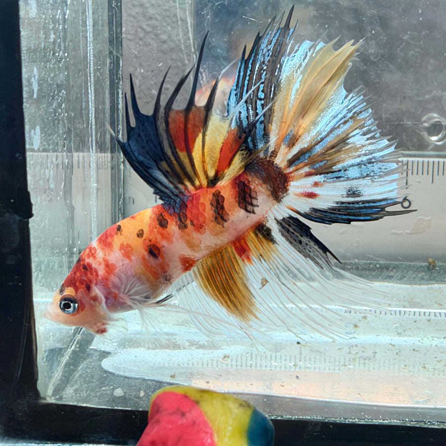 Crowntail Nemo Koi Male Betta #171