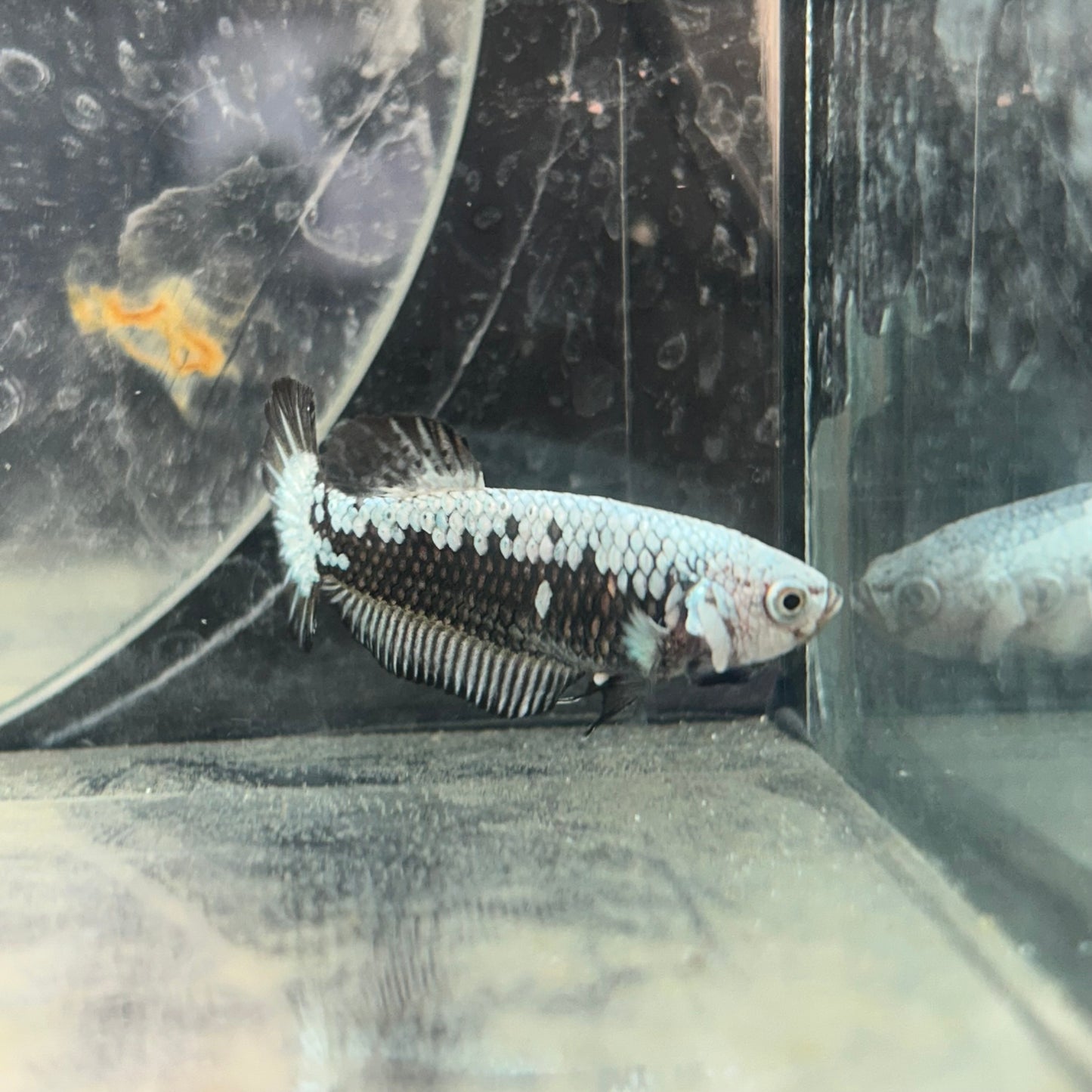 Betta Female Plakat Black Mamba Samurai #N57