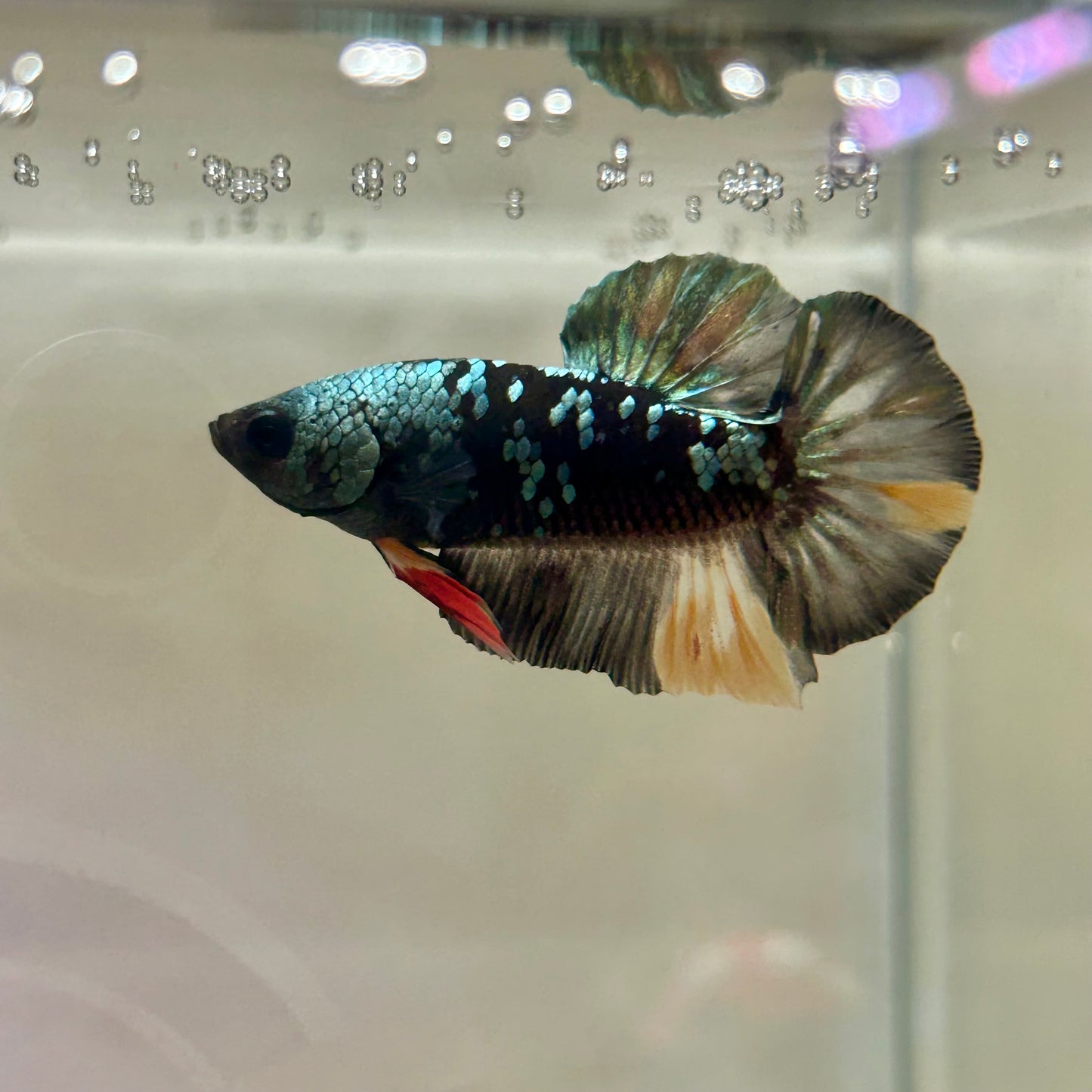 Masked Copper Avarta Plakat - Male Betta 181