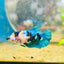 Betta Female Plakat Black Yellow Koi #029