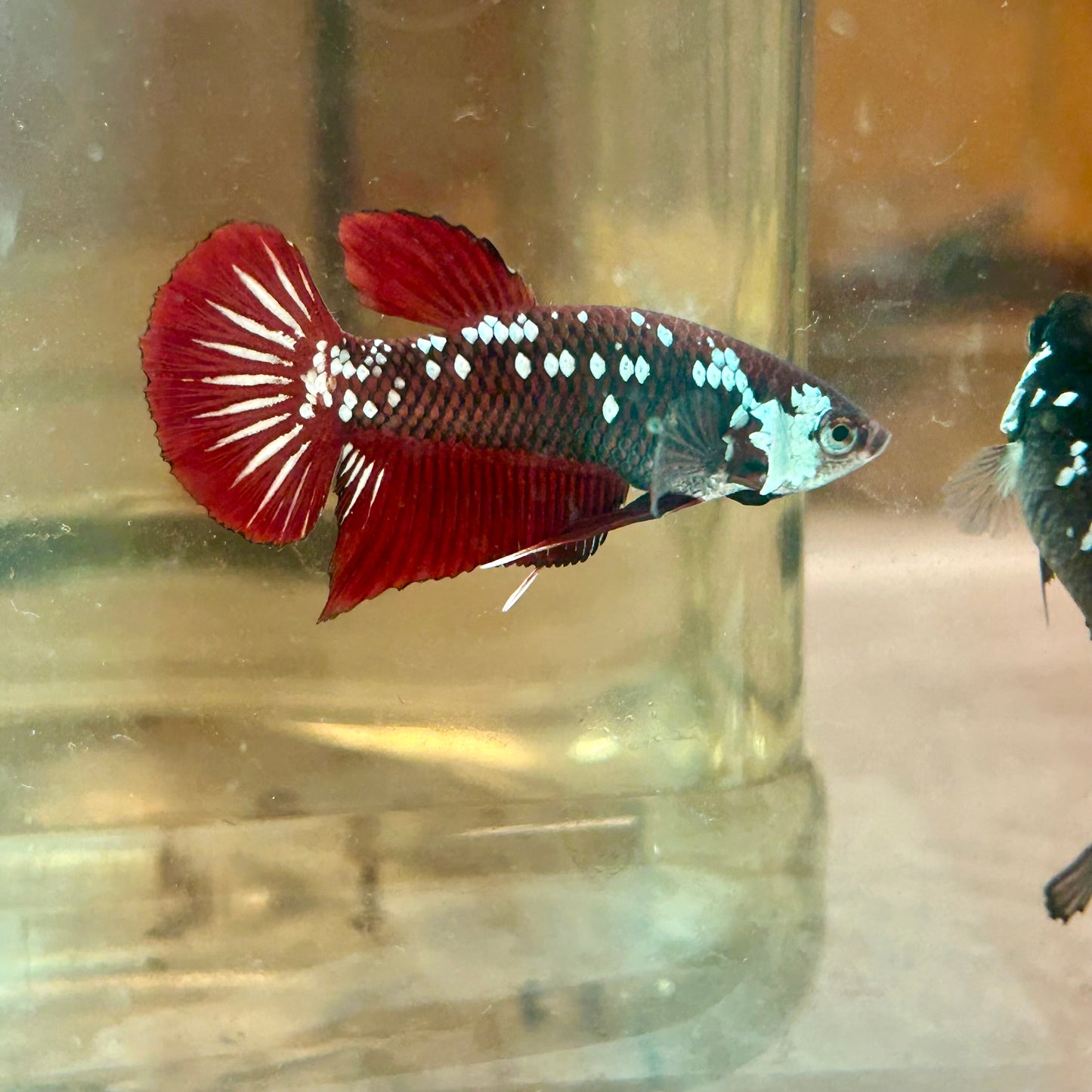 Red Mamba Plakat - Male Betta 179