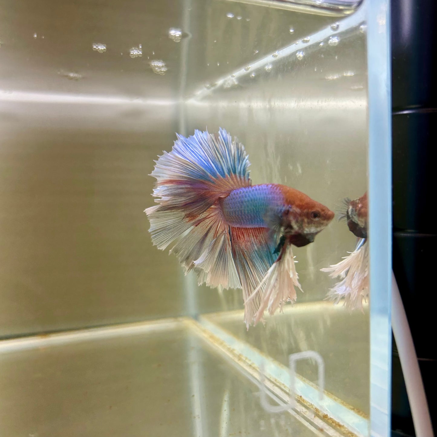 Pastel Blue Feather- Male Betta 087