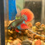 Wild Imbellis Green Long fins - Male Betta 109