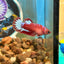 Red Fancy Plakat - Female betta