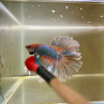 Pastel Blue Feather- Male Betta 087