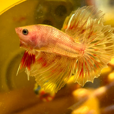 Red Fancy Halfmoon - Male Betta 123