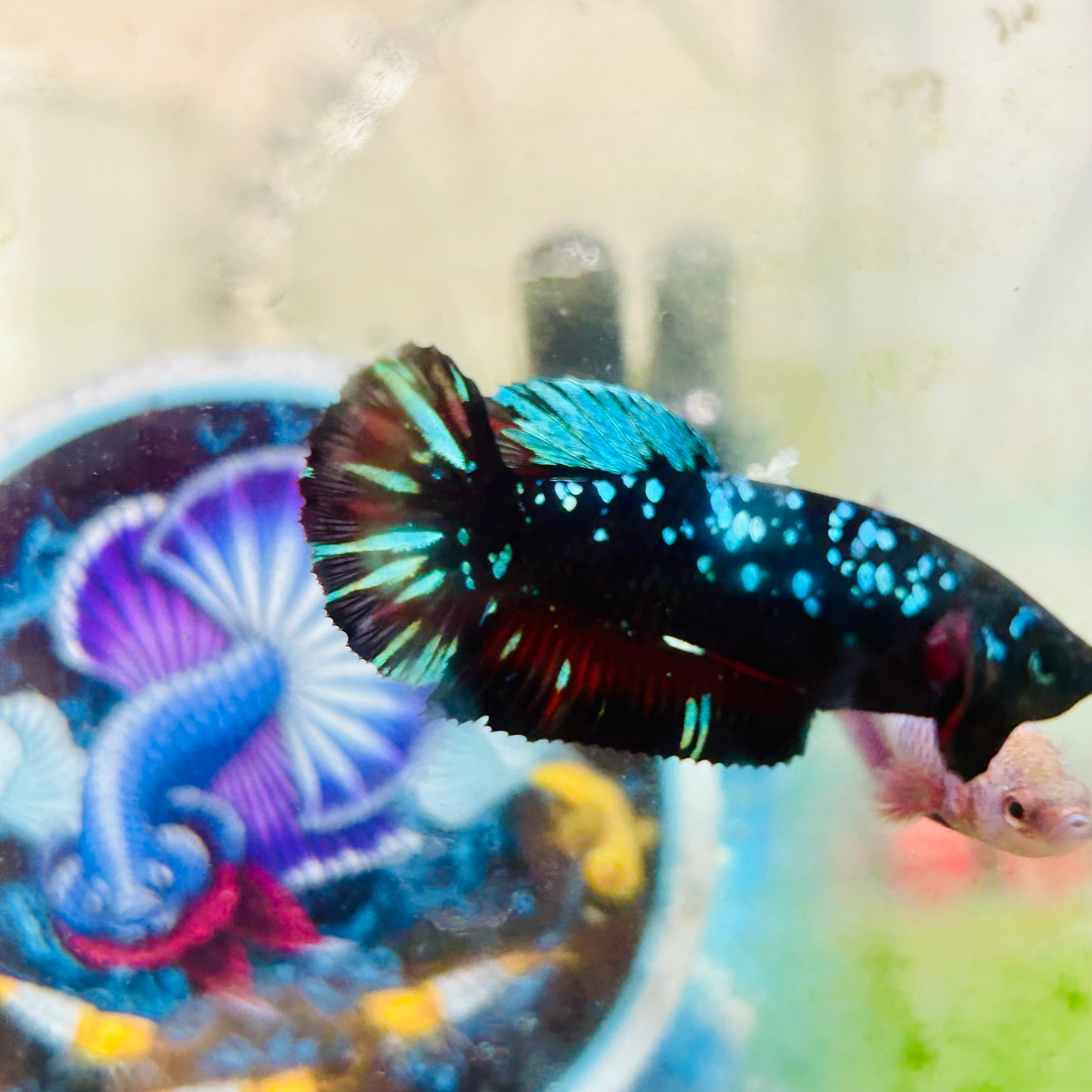 Avarta Gordon Plakat - Female betta 031