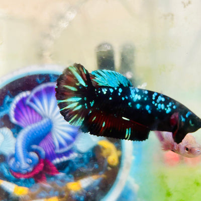 Avarta Gordon Plakat - Female betta 031