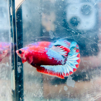 Plakat Red Fancy Female Betta #015