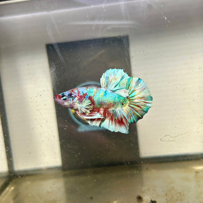 Red Koi Barongsai Plakat - Male betta 044