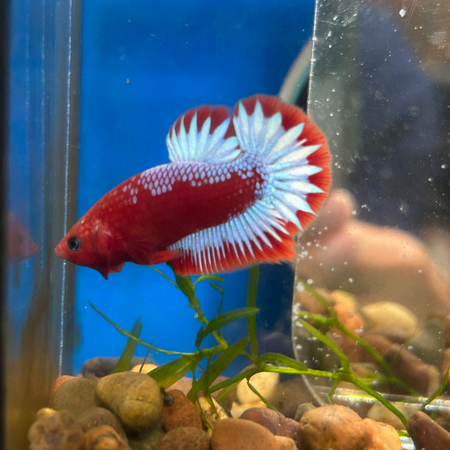 Red Fancy Hellboy Plakat - Male Betta 109