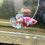 Yellow Pineapple Feather Tail - Female betta 040
