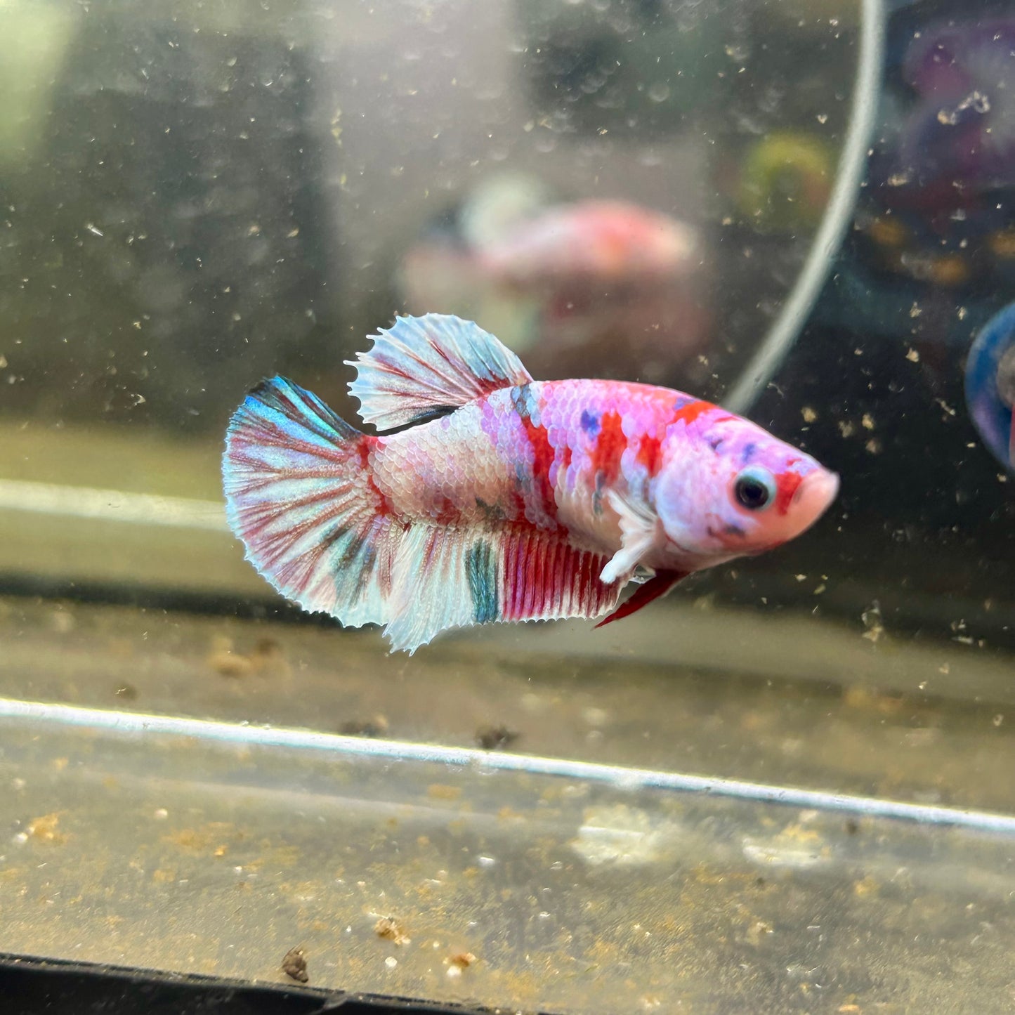 Yellow Pineapple Feather Tail - Female betta 040