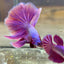 Purple Pink Halfmoon - Male Betta  117