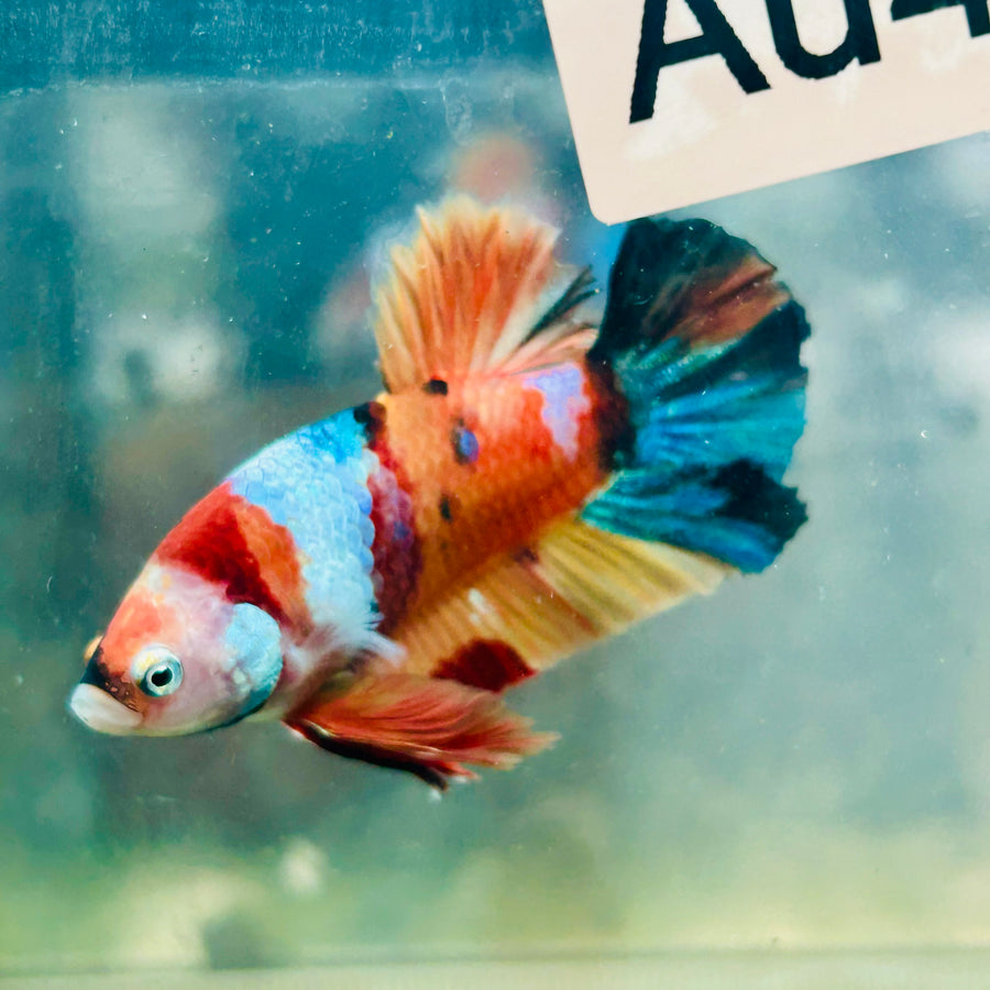 Plakat Nemo Galaxy Male Betta #Au44