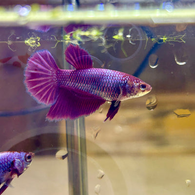 Purple Pink Halfmoon - Female Betta PF1