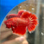 Red Gold Fancy Copper Halfmoon - Male Betta 108