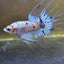 Betta Male Crowntail Yellow Koi #053