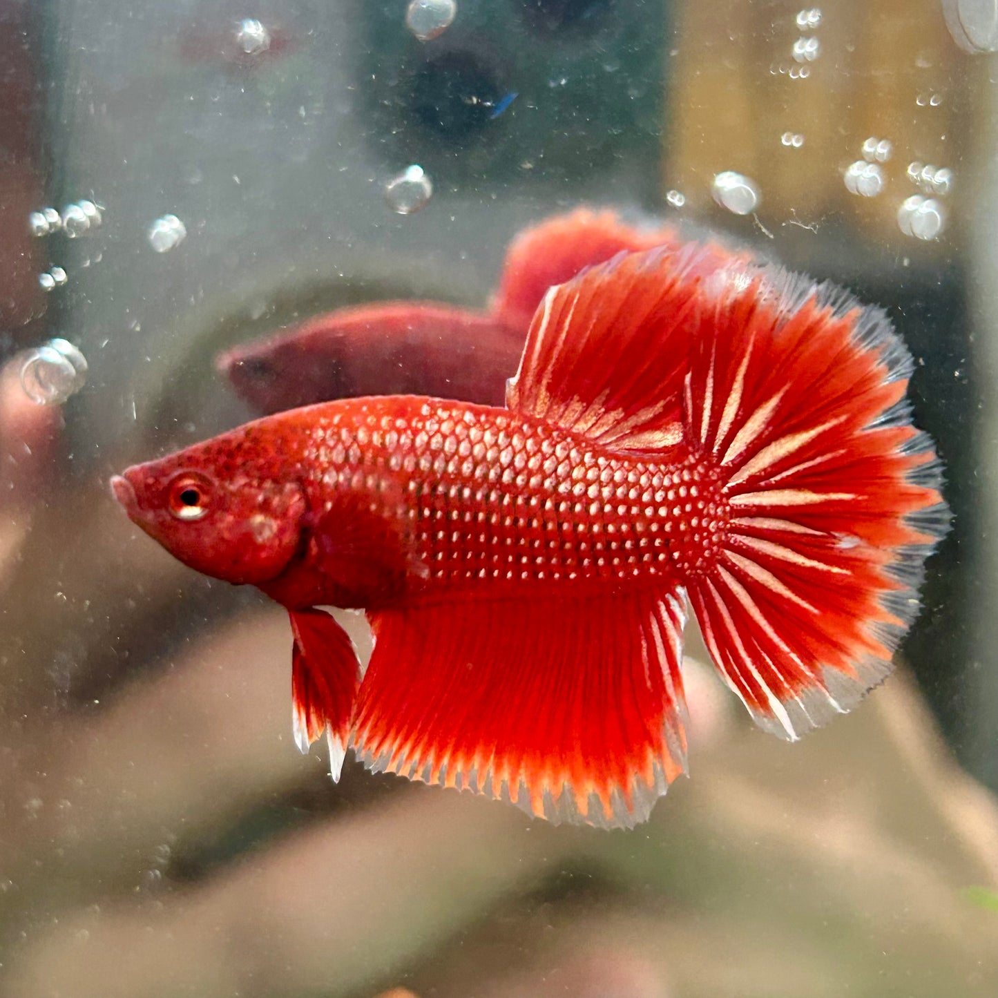 Red Gold Fancy Copper Halfmoon - Male Betta 108