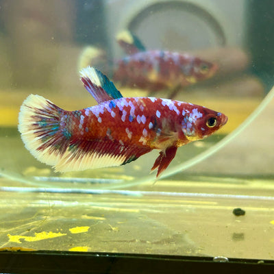 Red Koi Galaxy Plakat - Female Betta 023