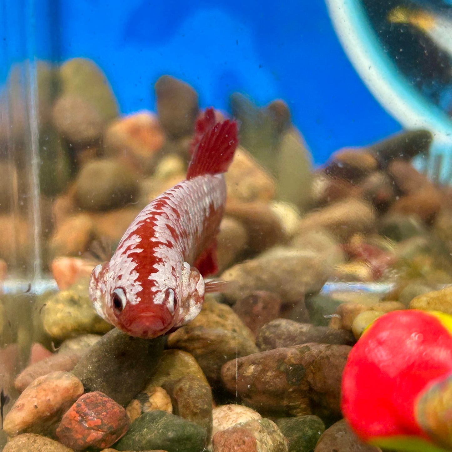 Red Samurai Plakat - Female Betta 086