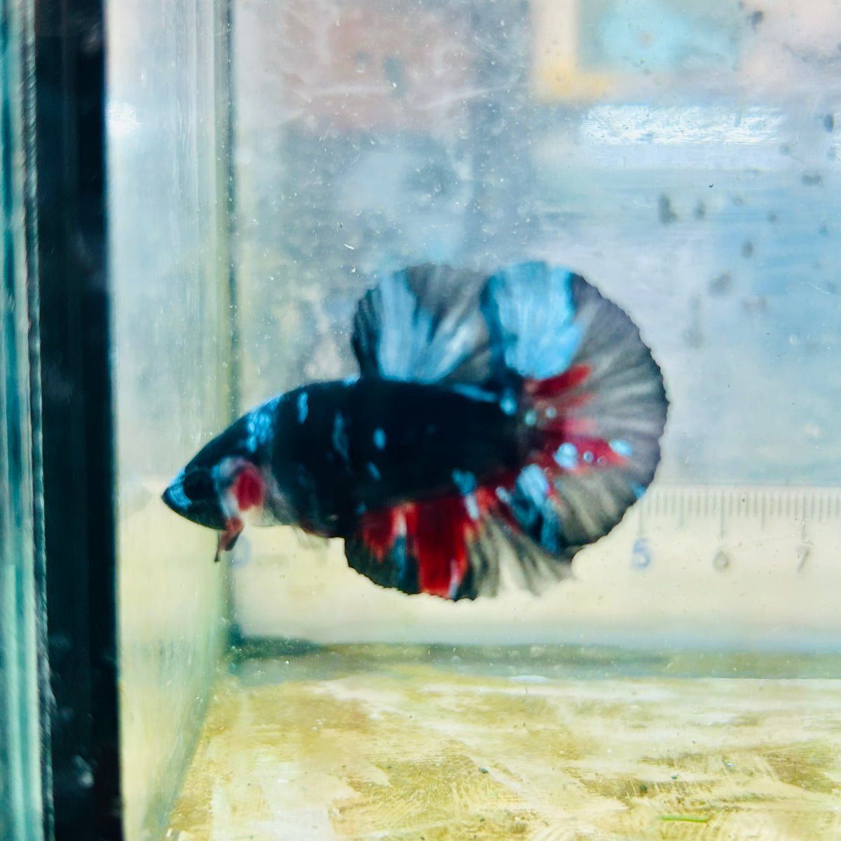 Plakat Avatar Nebula Male Betta #Au29