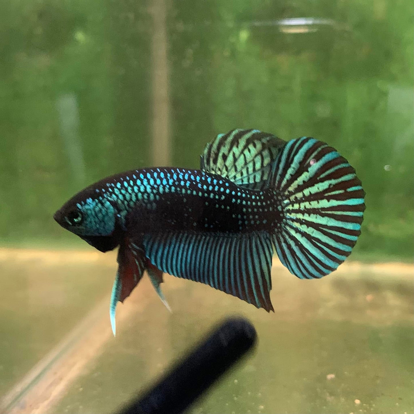 Green Mahachai Wild - Male Betta