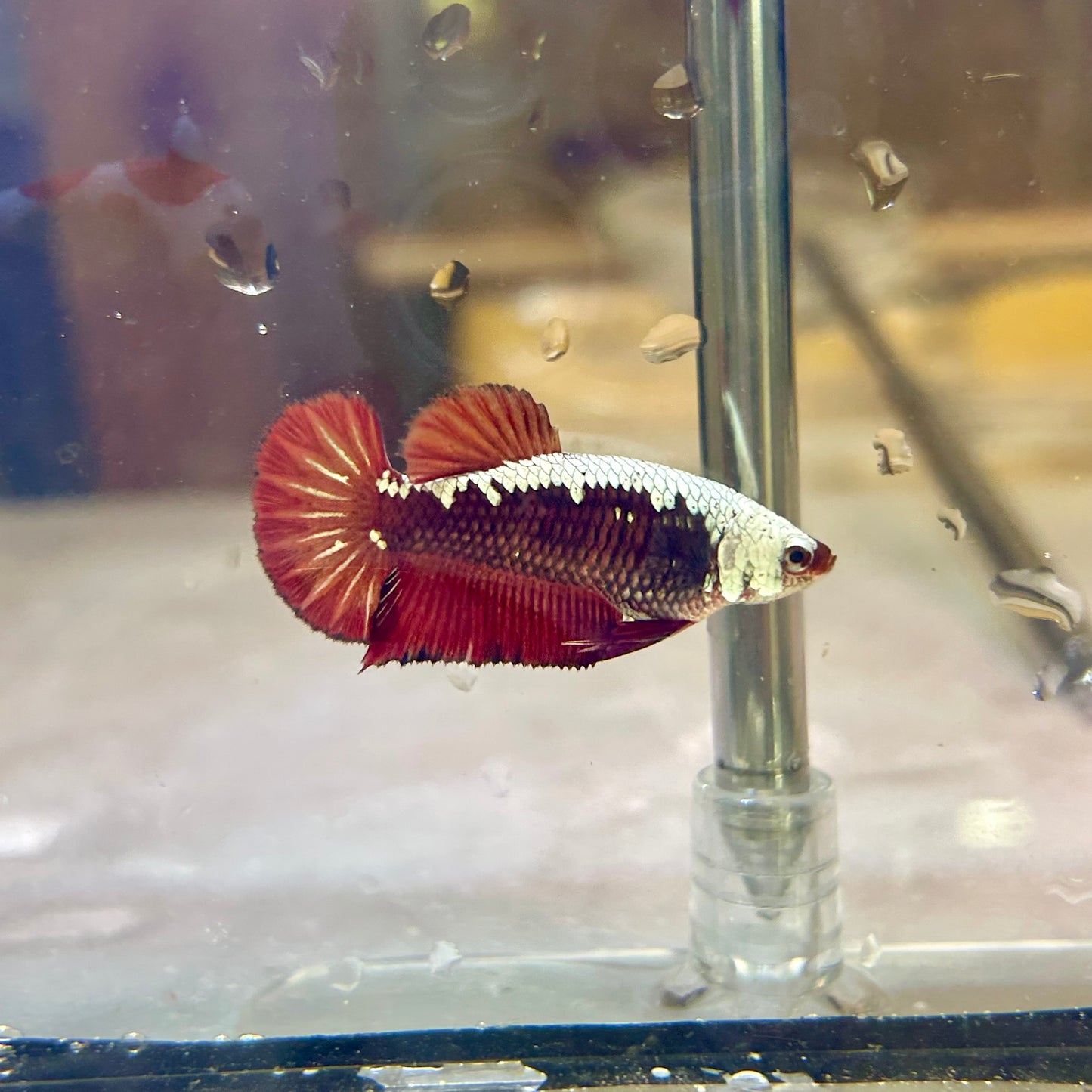 Blood Samurai Plakat - Female Betta SF01