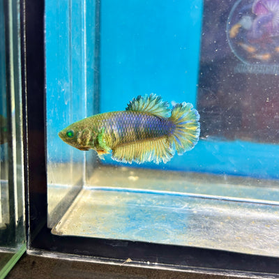 Feather Tail Yellow Mustard King neon - Female Betta A12