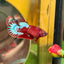 Red Fancy Plakat - Female betta 140