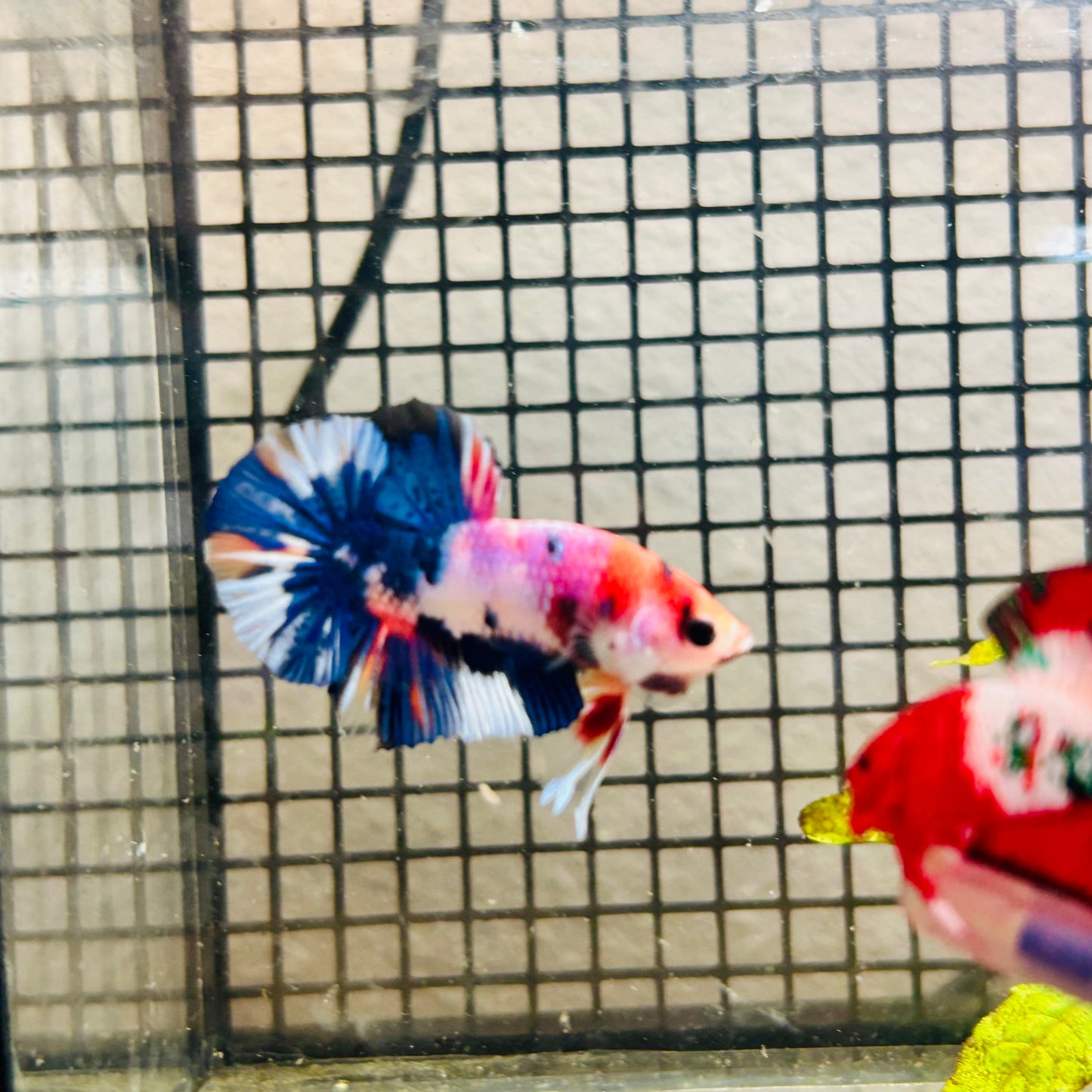 Plakat Koi White Candy Male Betta #037