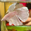 Dumbo White Soft Pink Halfmoon - Male Betta 050