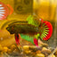 Wild Imbellis Green - Male Betta 010