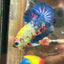 Multicolor Koi Neon Plakat - Male Betta 054