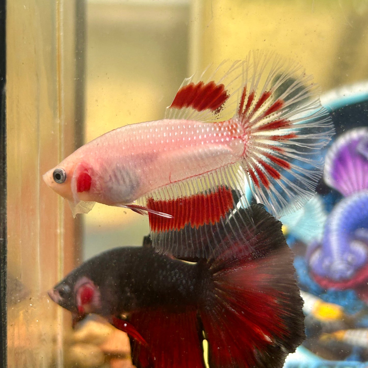 Red Tancho Halfmoon - Male Betta 108