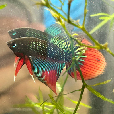 Wild Imbellis Long fins - Male Betta 086