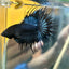 Black Orchid Crowntail - Male Betta 073