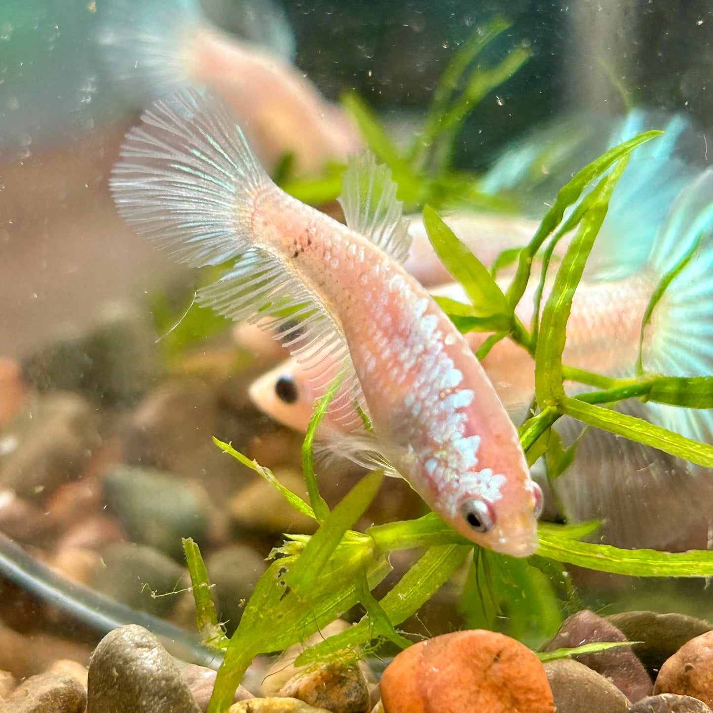 White Copper Halfmoon - Female Betta 040