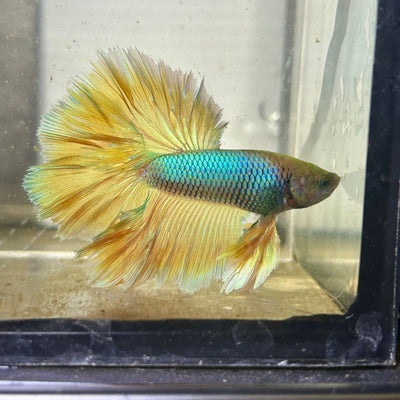 Pineapple Halfmmon Feather Tail- Male Betta 100